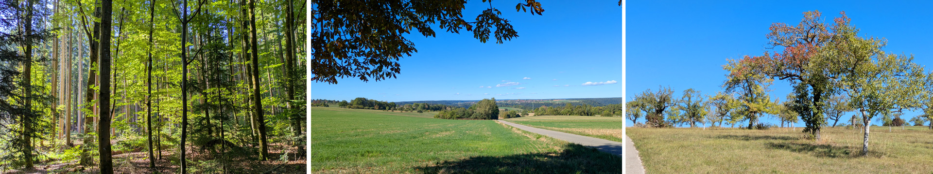 Wald, Felder und Streuobstwiese bei der Wanderung am 15. September